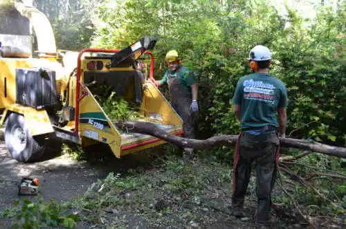 tree services Taylorville